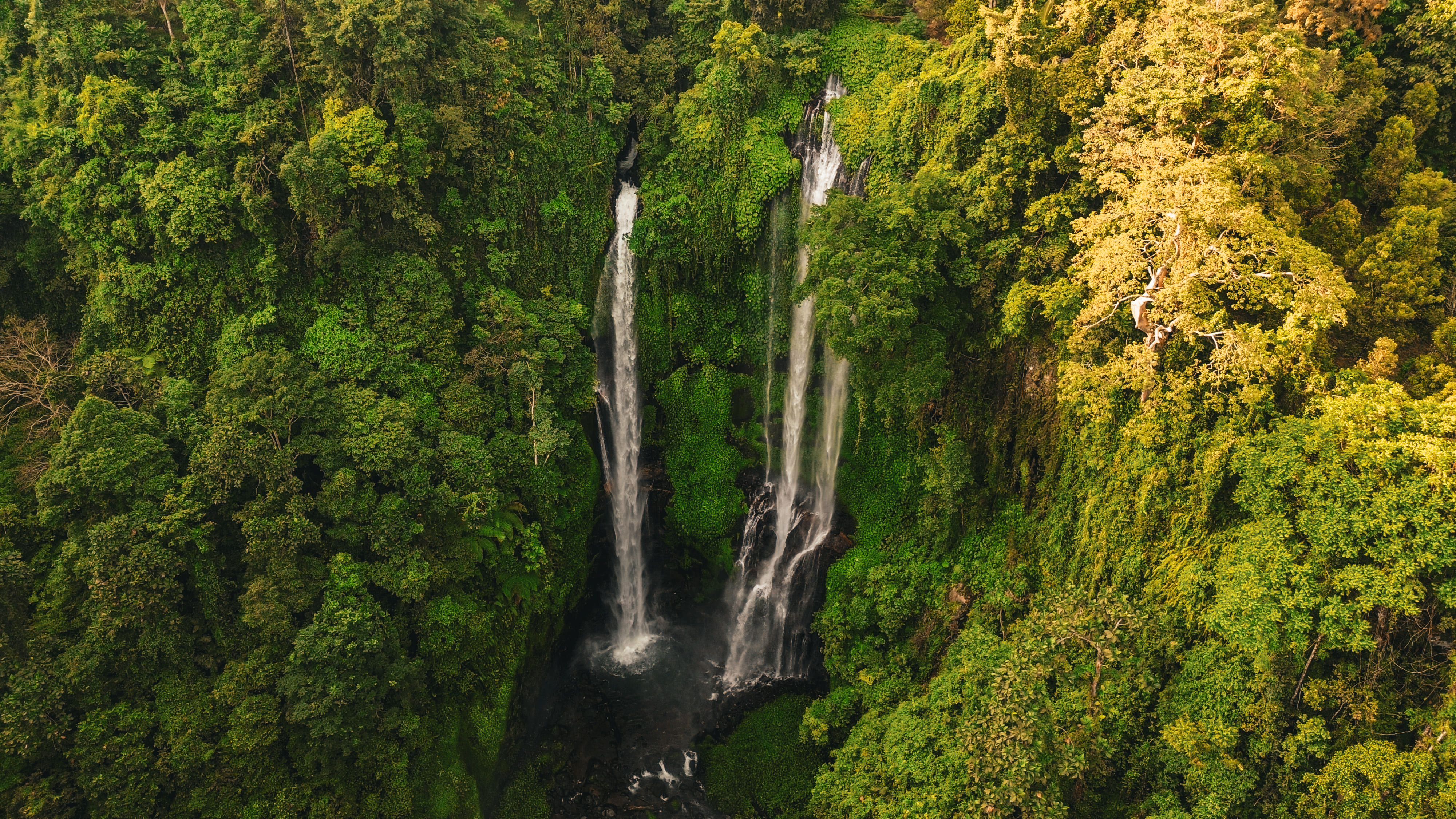Aerial Forest Canopy